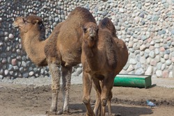 zoo animals, camel, Almaty, Kazakhstan. Couple of camels.