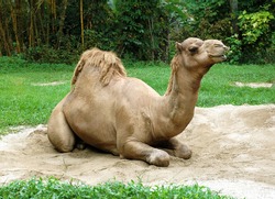dromedary camel sit on sand
