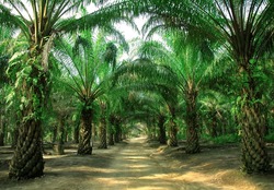 way in plantation