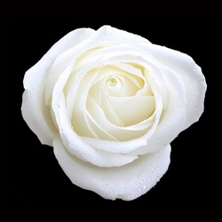 bird eye view of white rose on black