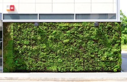 Green wall building in the city