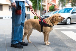 Guide dog is helping a blind man in the city