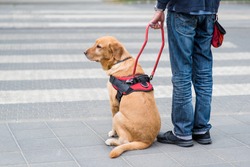 Guide dog is helping a blind man, on pedestrian crossing