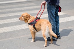 Guide dog is helping a blind man, on pedestrian crossing