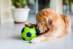 Dog playing with old green soccer ball