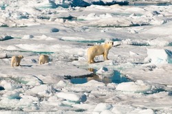 Mother polar bear and her two cubs walking an ice pack in the Arctic Circle, Nordaustlandet, Svalbard, Norway