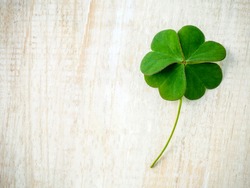 Clovers leaves on shabby wooden background. The symbolic of Four Leaf Clover the first is for faith, the second is for hope, the third is for love, and the fourth is for luck.