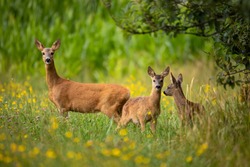 Row deer family graze on meadow, Czech wildlife