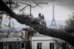 kiss you in Paris, two doves in paris