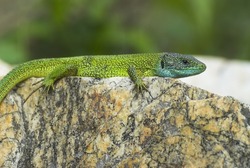 Oestliche Smaragdeidechse, Lacerta viridis, European green lizard
