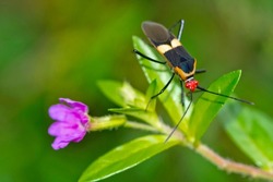 Shield Bug, Corcovado National Park, Costa Rica