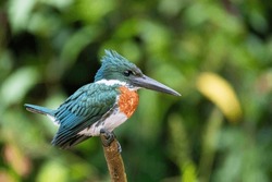Amazon Kingfisher (Chloroceryle amazona), Cano Negro Costa Rica