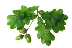 oak leaves - isolated