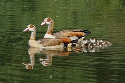 Egyptian goose with kids