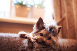 Beautiful puppy lying on a fluffy rug. Little dog looks clever and sad eyes. Man's best friend. Yorkshire Terrier.