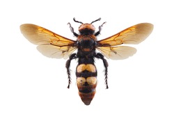 Female of mammoth wasp, Megascolia maculata isolated on white background