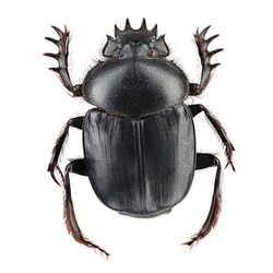 Beetle - sacred scarab (Scarabaeus sacer) isolated on white background