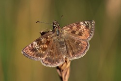 Skipper butterfly resting on grass. Macro