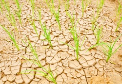 Rice growing on drought field