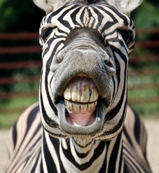 Zebra smile and teeth