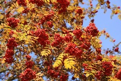 Branches of rowan or mountain ash with bright red berries and yellow leaves in sunny autumn day