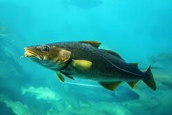Cod fishes floating in aquarium, Norway.