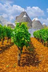Traditional white trulli houses surrounded with vineyards in Alberobello in Puglia, Italy.