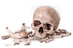 Skull model on isolated white background