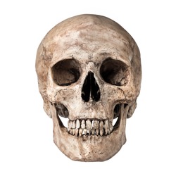 Human skull on isolated white background