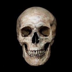 Front side view of human skull on isolated black background