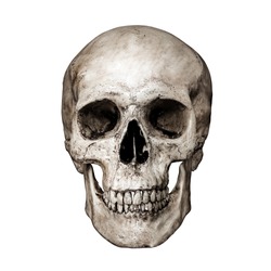 Front side view of human skull on isolated black background with clipping path