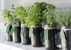 different herbs (basil, sage, chives, parsley, oregano and thyme) growing in mason jars on a window