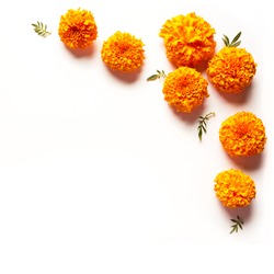 Marigold yellow flowers isolated on white background, creative flat lay, copy space. Chinese mid autumn festival concept with marigolds.