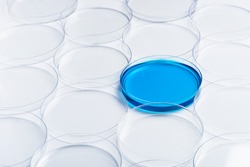 Scientific research. Blue cultures in petri dish among empty dishes in lab