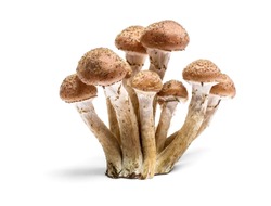 Armillaria mellea - Honey gel Hallimasch mushroom, isolated