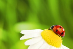  big red ladybug on camomile grass background