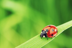 Ladybug on grass macro close up