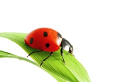 Ladybug on grass macro isolated on white background