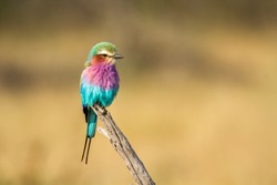 Lilac breasted roller isolated in natural background in Kruger National park, South Africa ; Specie Coracias caudatus family of Coraciidae