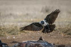 African Pied Crow flying over a carcass in Vulpro rehabilitation center, South Africa; specie Corvus albus family of corvidae