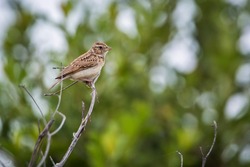 Monotonous Lark standing on a branch in Kruger National park, South Africa; specie Mirafra passerina family of Alaudidae