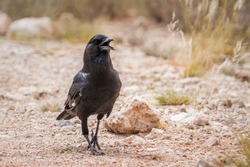 Cape Crow walking on ground in Kgalagadi transfrontier park, South Africa; specie Corvus capensis family of Corvidae