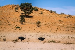 African Ostrich couple in desert habitat scenery in Kgalagadi transfrontier park, South Africa ; Specie Struthio camelus family of Struthionidae