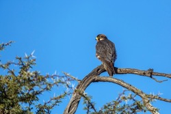 Lanner Falcon standing on a branch isolated in blue sky in Kgalagadi transfrontier park, South Africa; specie Falco biarmicus family of Falconidae
