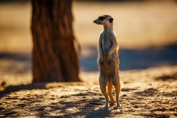 Meerkat standing in alert in dry land in Kgalagadi transfrontier park, South Africa; specie Suricata suricatta family of Herpestidae