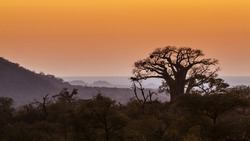 Baobab tree landscape in Kruger national park, South AfricaSpecie Adansonia digitata family of Malvaceae