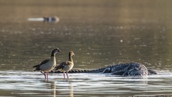 Egyptian goose and Nile crocodile in Kruger national park, South Africa ; Specie Crocodylus niloticus and Alopochen aegyptiaca