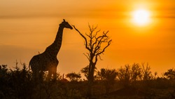 Giraffe in Kruger national park, South Africa ; Specie Giraffa camelopardalis family of Giraffidae