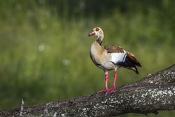 Egyptian goose in Kruger national park, South Africa ;specie Alopochen aegyptiaca family of Anatidae