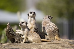 Group of meerkats (Suricata suricatta) basking in the sun on a wooden stump, at a local zoo